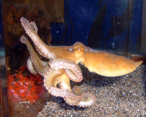 twospot octopus