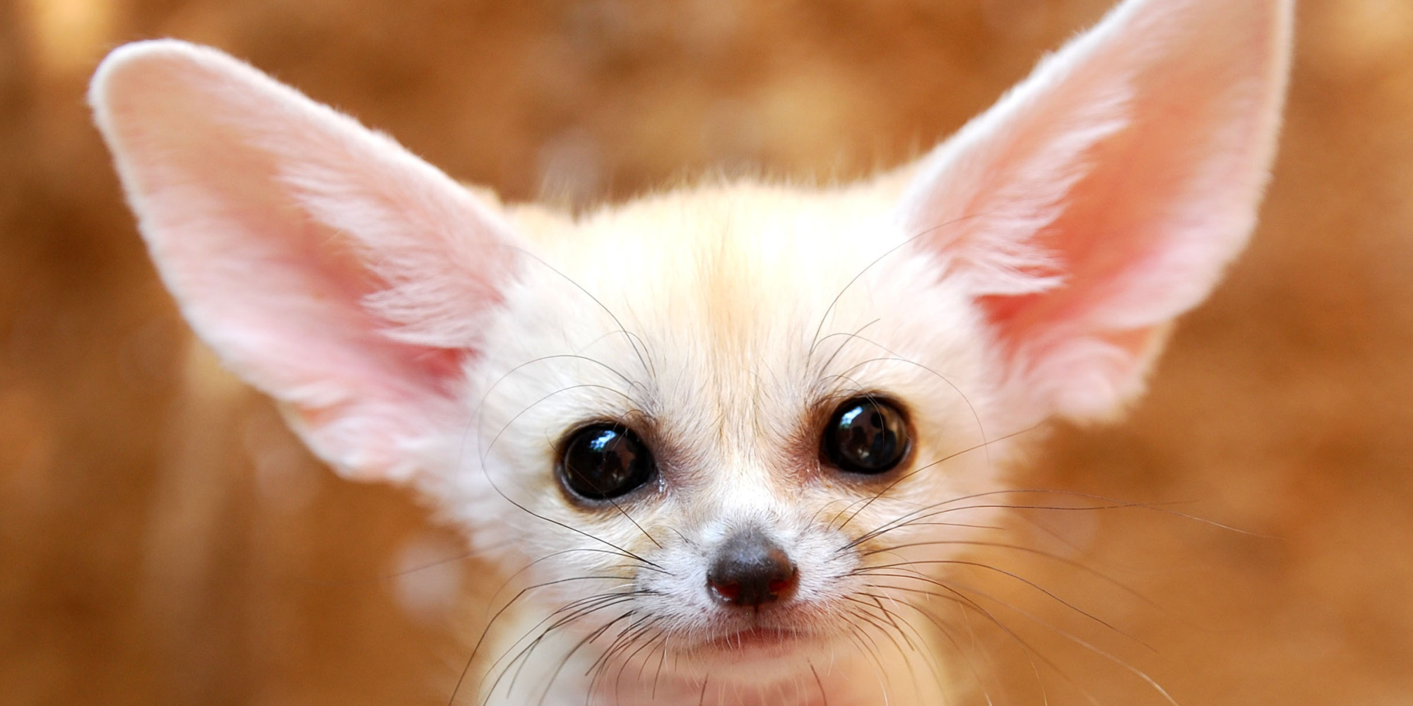 O FENNEC FOX Facebook 