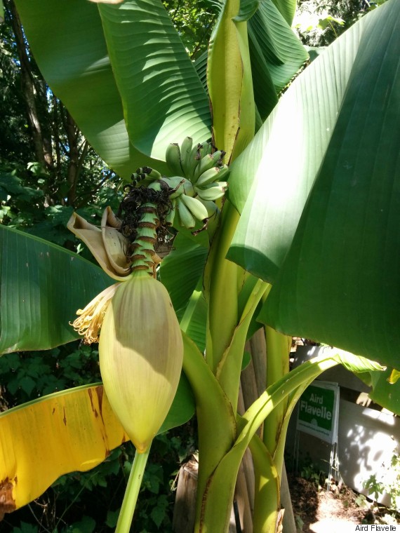 Bananas Grow On Abbotsford, B.c. Plant After 10 Fruitless Years 