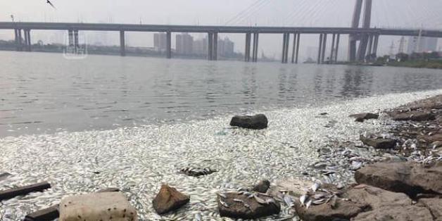 Explosion à Tianjin: des milliers de poissons morts à la surface du fleuve qui traverse la ville