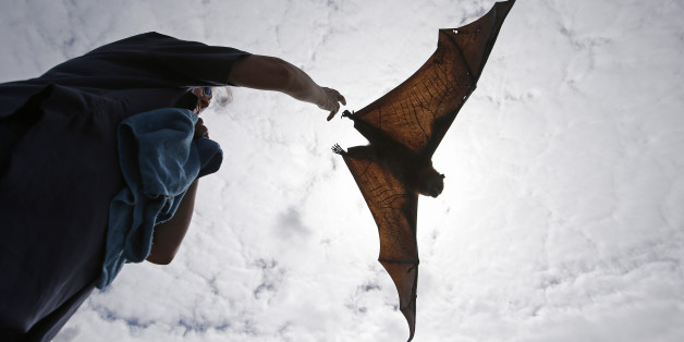 AP10thingsToSee - A caretaker releases a grey-headed flying fox in Centennial Park in Sydney, Australia Wednesday, Feb. 5, 2014. Each year thousands of creatures are rescued by volunteers when anti-bird netting thrown loosely over fruit trees entangles birds, bats, and reptiles. The bat is classified as vulnerable to extinction by the New South Wales Department of Environment & Heritage. (AP Photo/Rob Griffith, File)