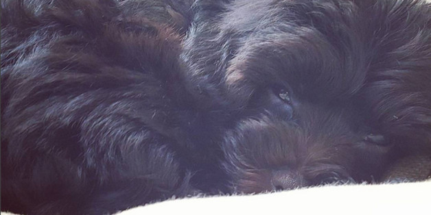 So sieht Demi Lovatos neues Hunde-Baby aus