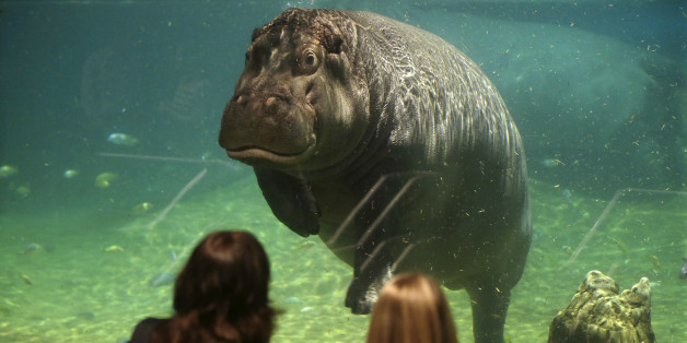People watch as a hippopotamus, named Genny, looks back at them at Adventure Aquarium, Thursday, May 29, 2014, in Camden, N.J. New Jersey's Adventure Aquarium has a new home for its two Nile hippopotamuses, Genny is 4,000 pounds and Button is 3,000 pounds. They now live in a hippopotamus exhibit, "Hippo Haven." The aquarium spent more than $1 million to renovate the hippos' home. (AP Photo/Mel Evans)