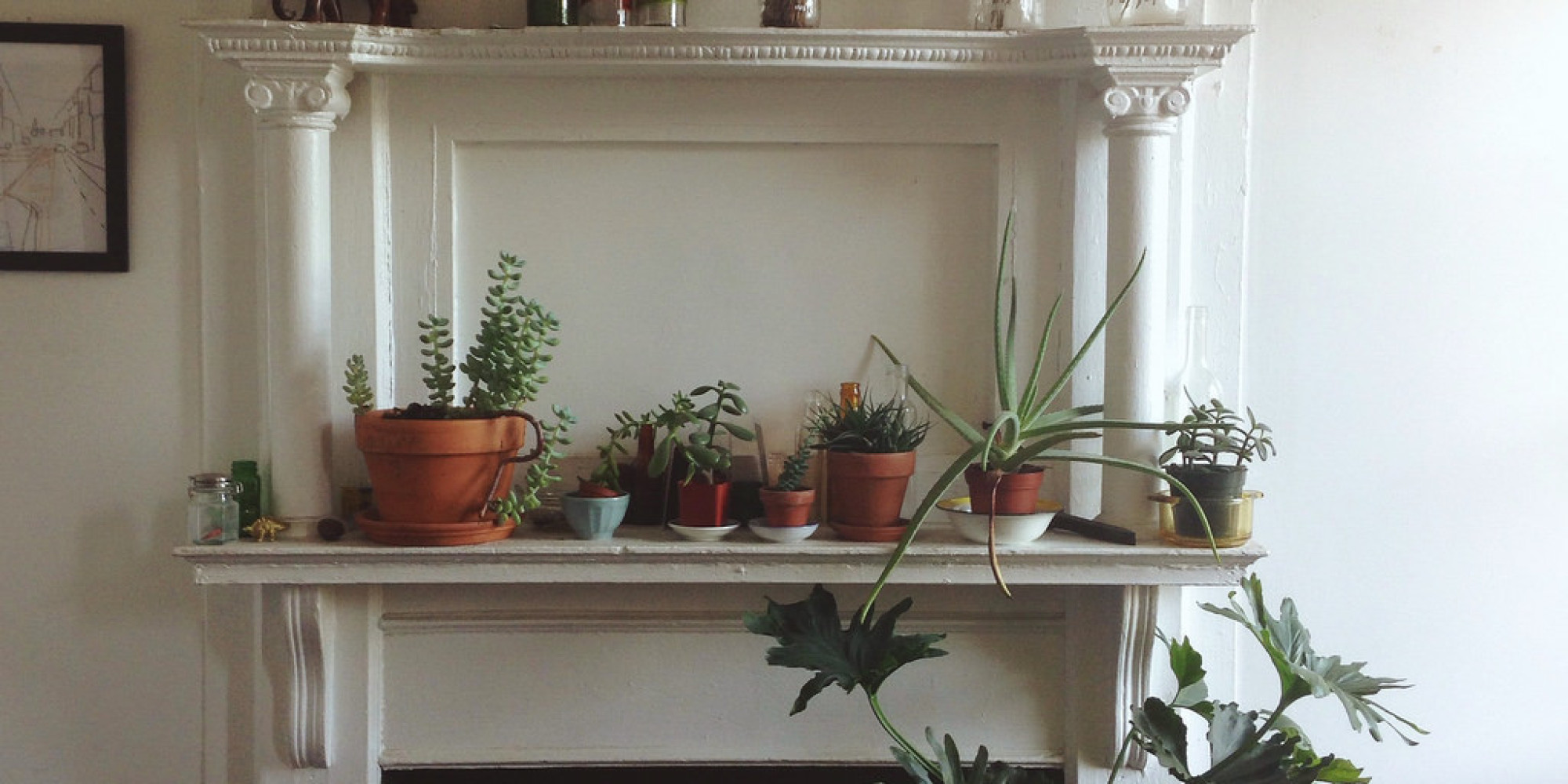 The Best Starter Houseplants & How To Care For Them HuffPost