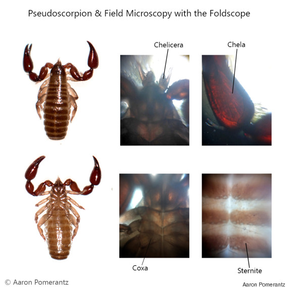 foldscope 5