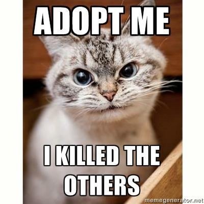 cat