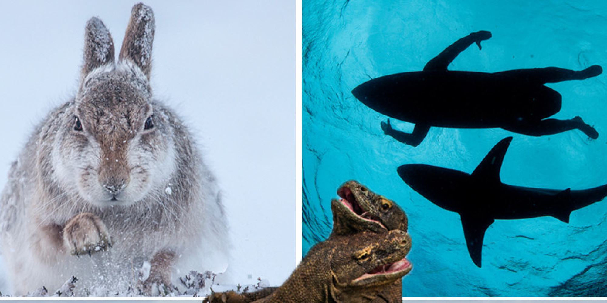 Wildlife Photographer of the Year 2015: First Look At The Shortlisted