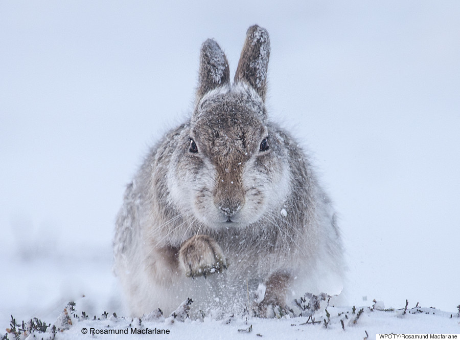 wildlife photographer of the year