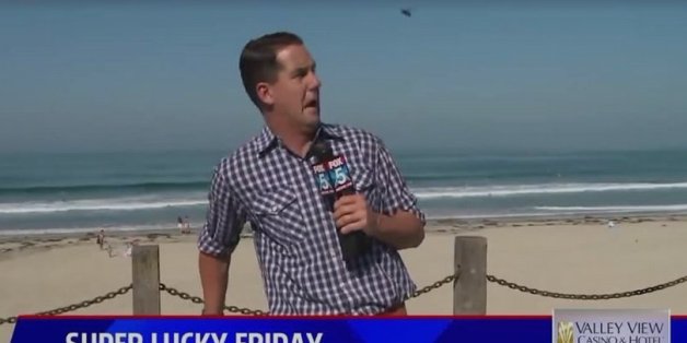 VIDÉO. Une attaque d'insecte perturbe un journaliste en plein direct