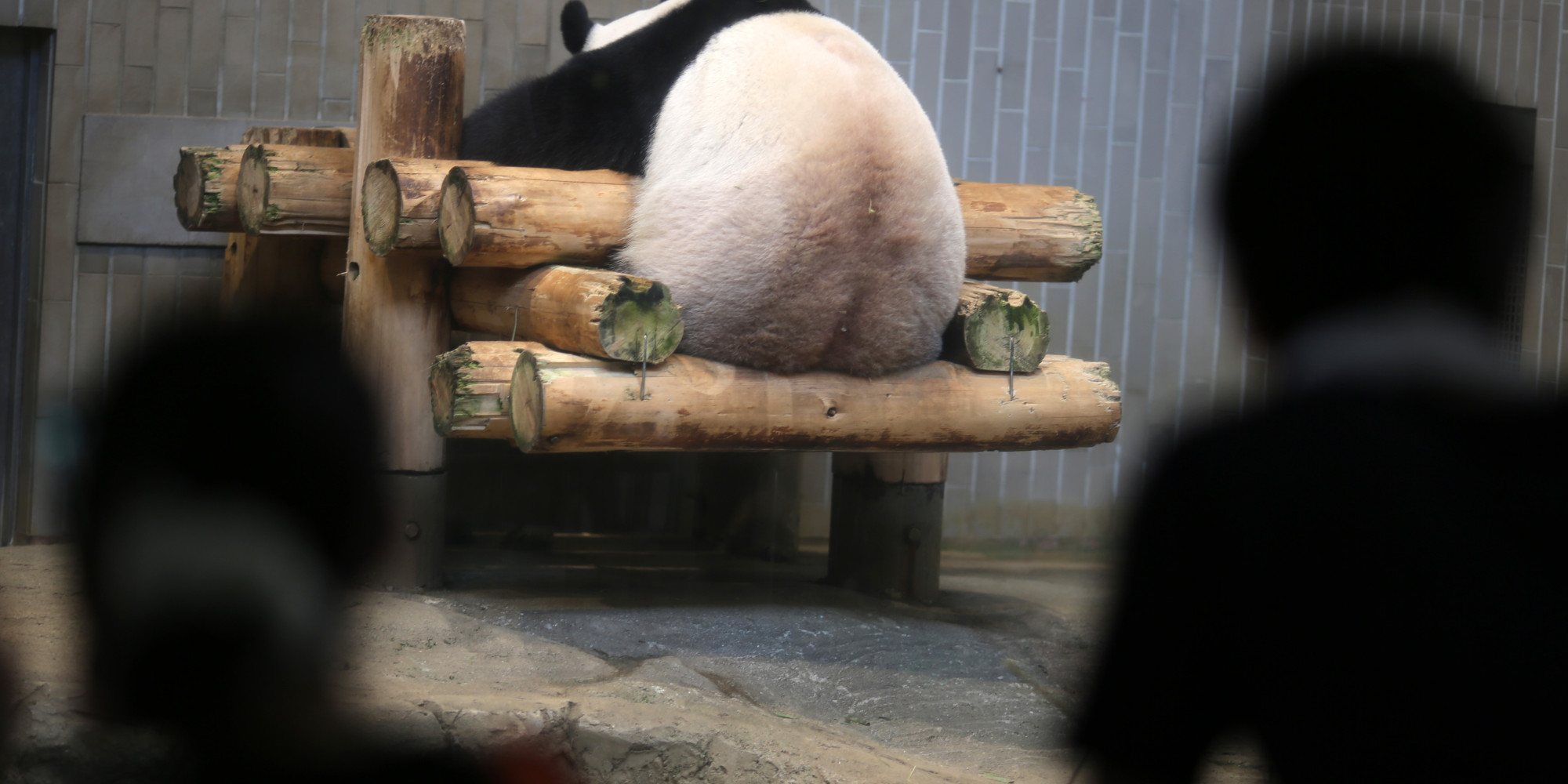 12 Reasons Pandas Give Not To Have Sex Huffpost 