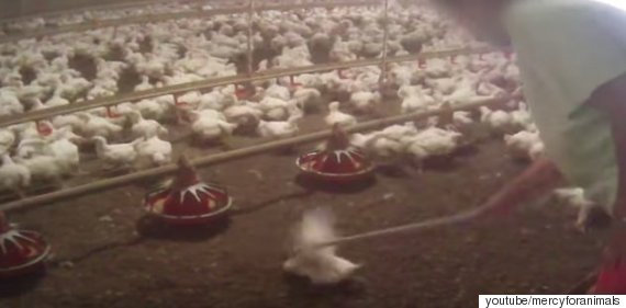 mercyforanimals