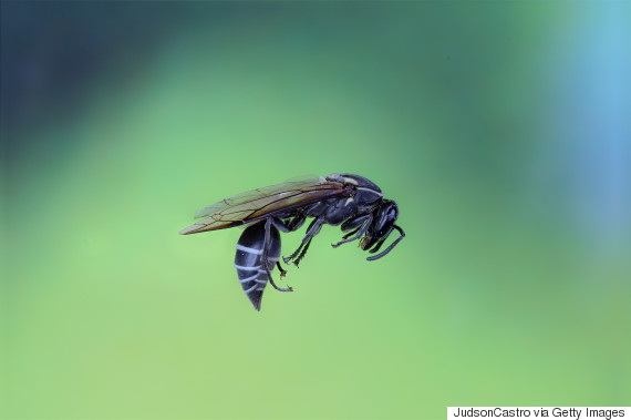 brazilian wasp