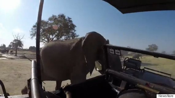 African Elephant Attacks Safari Truck During Fit Of Rage In Hwange