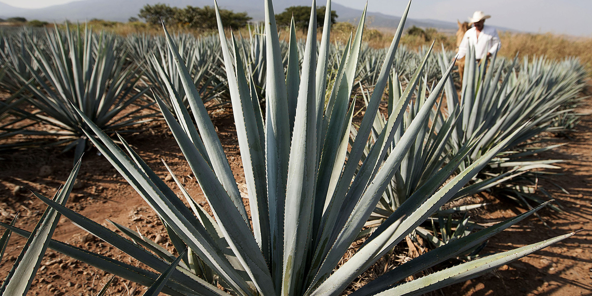 Scientist In High Spirits After Discovering A Way To Produce Indian