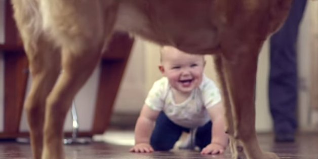 Ein Baby krabbelt zu einem Hund.