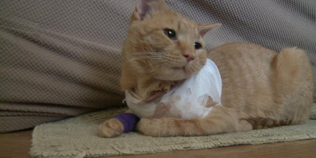 Dieser Kater fing eine Kugel für einen Jungen ab und ist jetzt sein Held