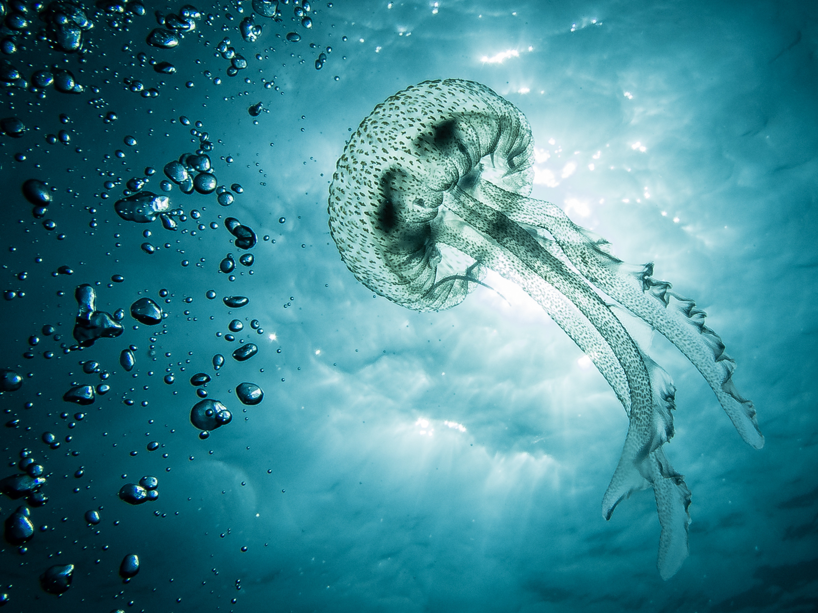 Jellyfish In Oceans Are Reaching Problematic Proportions | HuffPost Canada