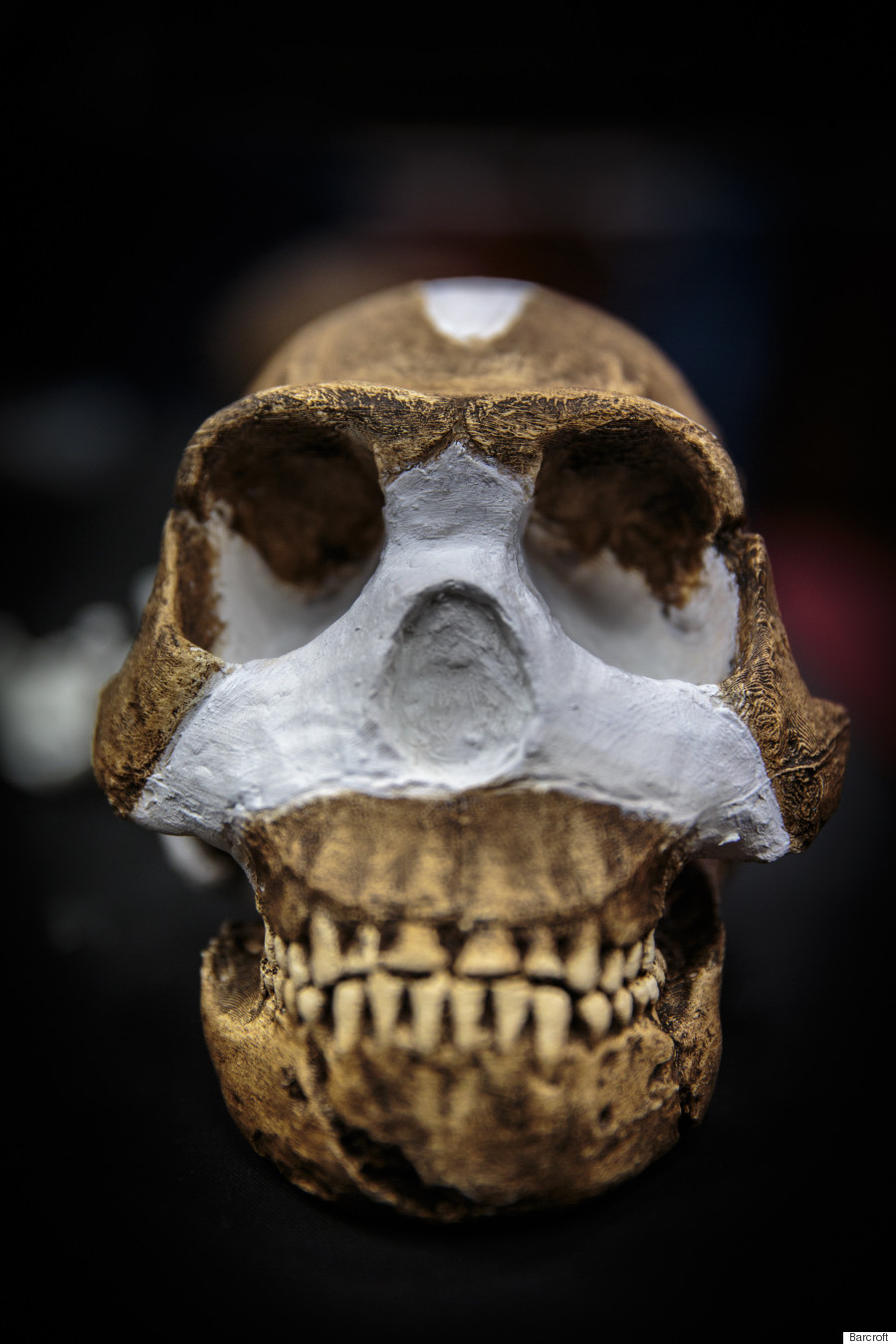 Homo Naledi: New Species Of Ancient Human Discovered In South African Cave | HuffPost UK