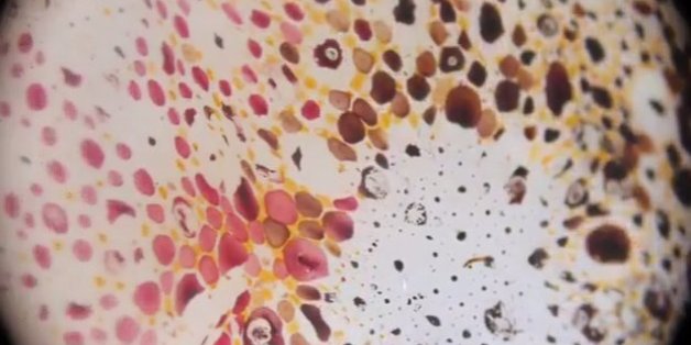 La peau de calamar est vraiment fascinante