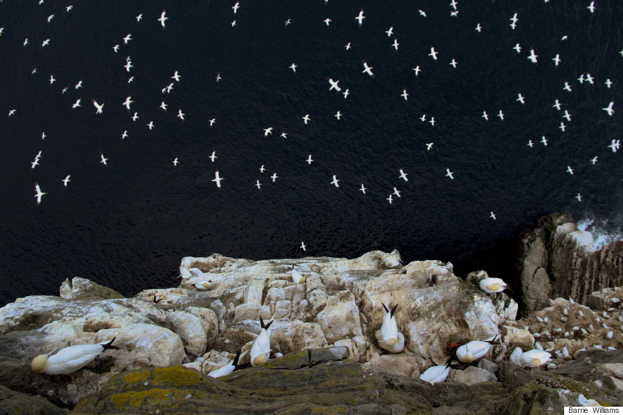 northern gannets