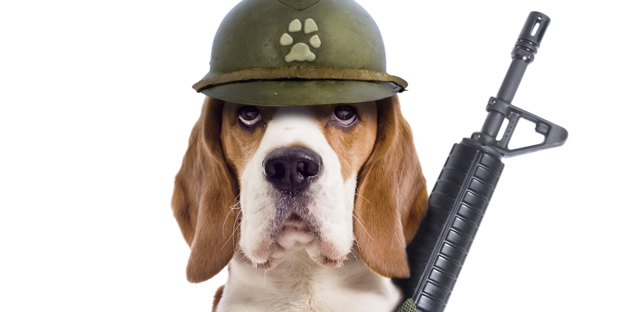 Кинолог 2024. Обои на телефон животные собаки военные. Пожарные собаки. Собаки пожарные фото. Dog with Gun.