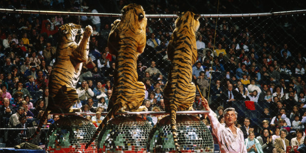 Tigers in the Moscow Circus