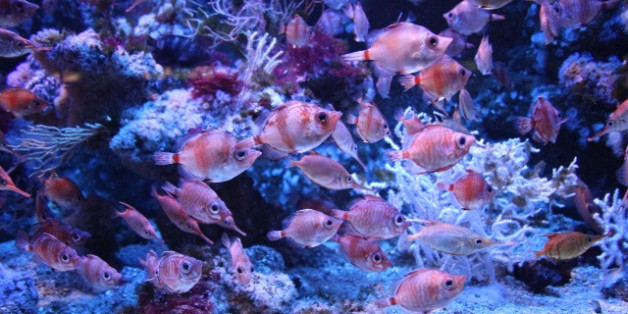 Poissons