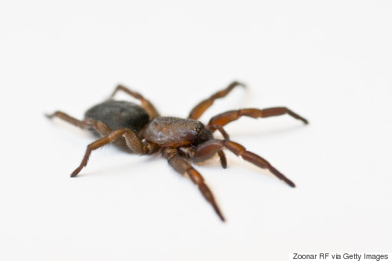 Spiders To Enter Uk Homes As Males Search For Mates Huffpost House Spider