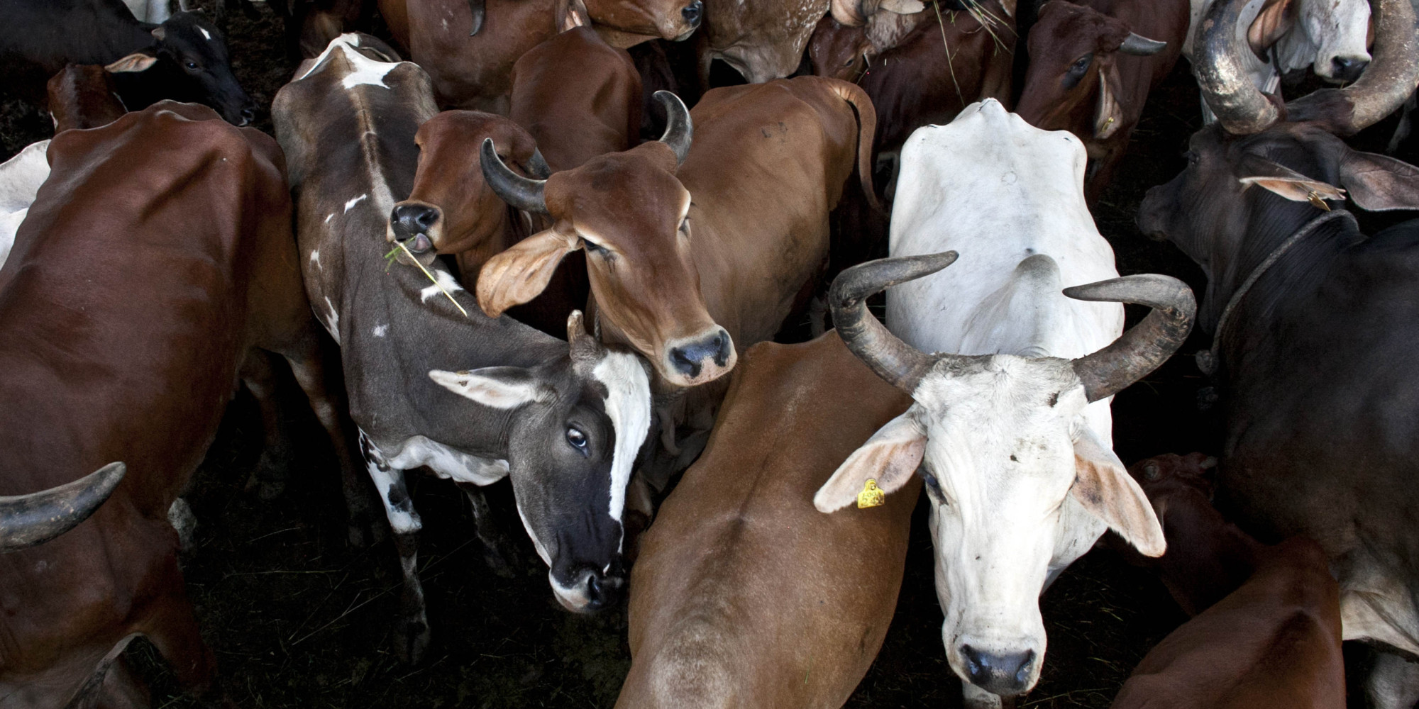 I Am A Liberal And I Am Not Opposed To India s Beef Ban HuffPost
