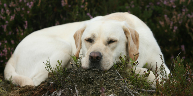 Hunde sterben nie wirklich - aus diesem Grund