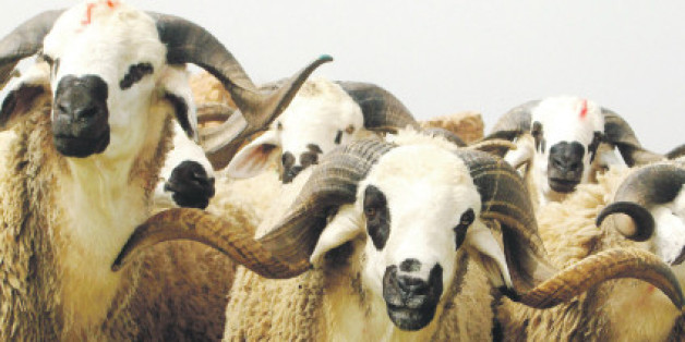 Aid al Adha: Les moutons se vendent aussi sur internet