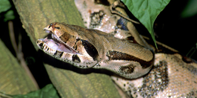 Adult boa constrictor (Boa constrictor) gaping in threat display, Trinidad.