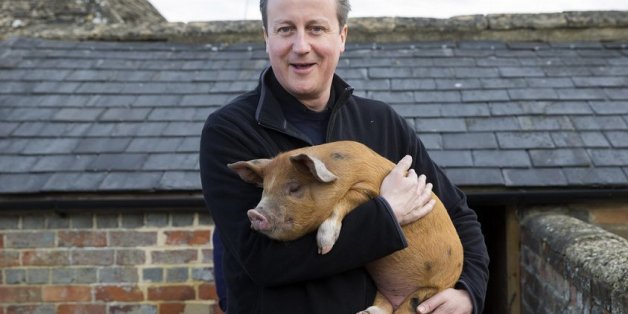 David Cameron: Hier als britische Premierminister mit einem lebenden Schwein