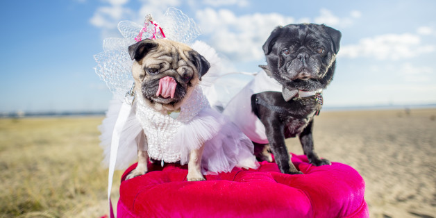 Here's What You And Your Significant Other Should Ask Yourselves Before Getting A Pet