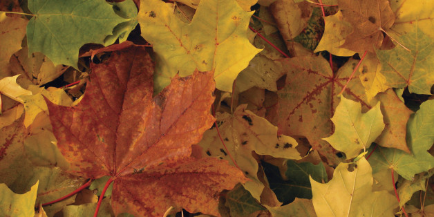 Automne 2016: Pourquoi les feuilles sont rouges, oranges ou jaunes?