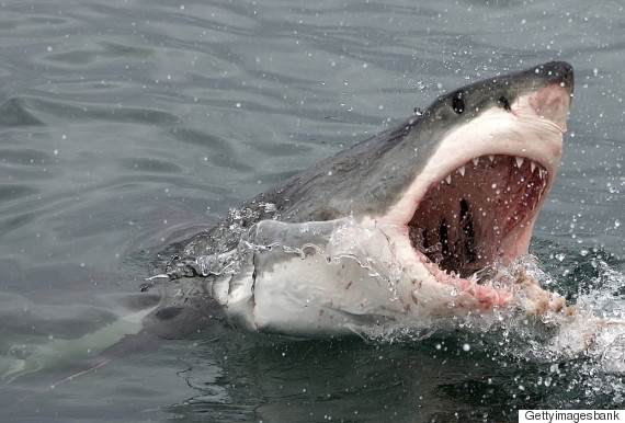 shark