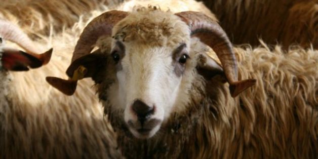 Fête du mouton: Les conseils santé de notre diététicienne
