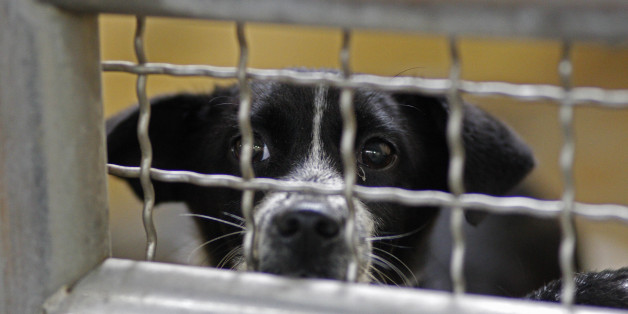 In this photo taken on Monday, April 9, 2012, a dog looks for attention at a government-run shelter in Taoyuan, northern Taiwan. Taiwanese photographer Tou Chih-kang has been visiting dog shelters for two years now, making human-like portraits that give a sense of dignity and esteem to some 400 canines, in hopes of educating the public on the proper care of pets. This year Taiwanese authorities will kill an estimated 80,000 stray dogs at 38 pounds scattered throughout the island. (AP Photo/Wally Santana)