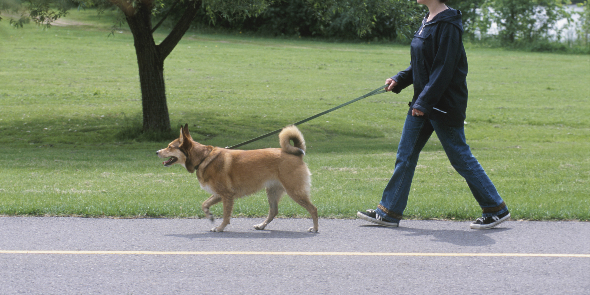 Training the Human for the Dog Walk HuffPost
