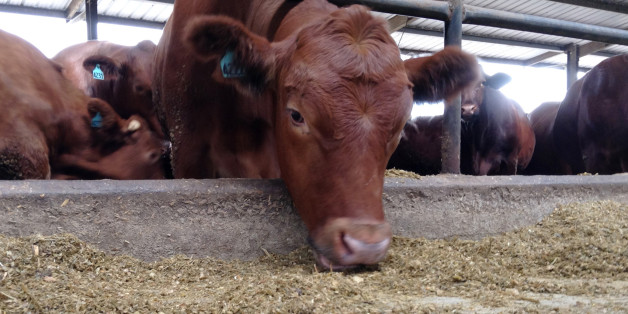 FILE - In this Oct. 15, 2013 file photo, a cow eats in a feedlot at Suwannee Farms in O'Brien, Fla. Dietary guidelines released by the government every five years lay out recommendations for healthy eating. Next year's version may look at what is healthy for the environment, too. The idea of looking at how food is grown _ not just how it is eaten _ has already provoked outrage from the agriculture and food industries and even Congress. They say an environmental agenda doesn't belong in what ha