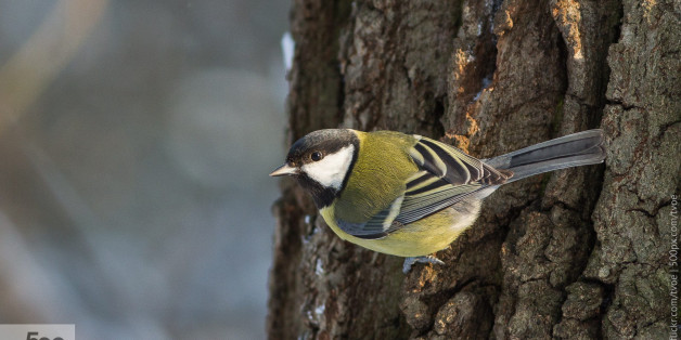 I spotted this individual in Kuzminki forest park in Moscow, Russia.