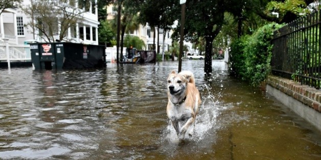 Un chien court dans une rue inondée de Charleston le 4 octobre 2015