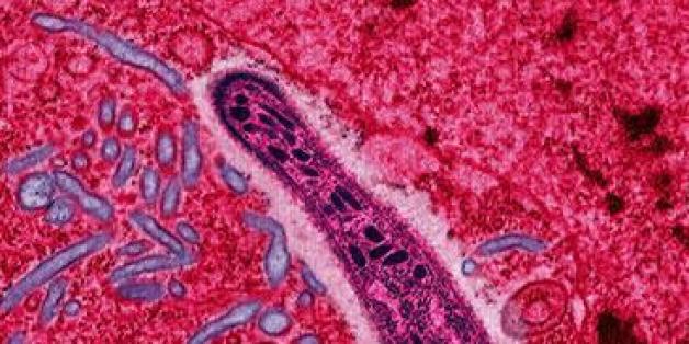 Le parasite responsable du paludisme