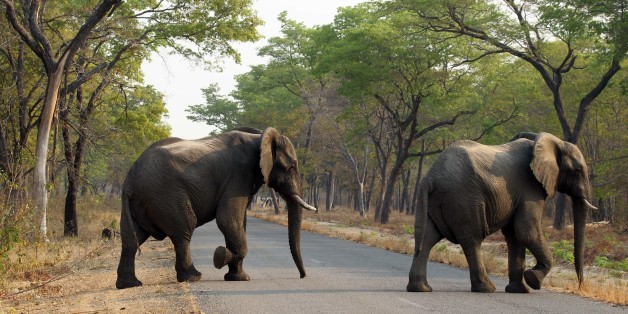 In this photo taken on Thursday, Oct. 1, 2015, elephants cross the road in Hwange National Park, about 700 kilometres south west of Harare. Fourteen elephants were poisoned by cyanide in Zimbabwe in three separate incidents, two years after poachers killed more than 200 elephants by poisoning, Zimbabweâs National Parks and Wildlife Management Authority said Tuesday, Oct. 6, 2015. (AP Photo/Tsvangirayi Mukwazhi)