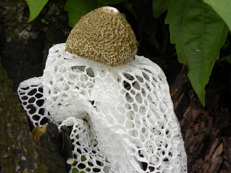 phallus indusiatus