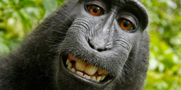"Narutos" Affen-Selfie ging um die Welt - der Makake hat jedoch kein Copyright