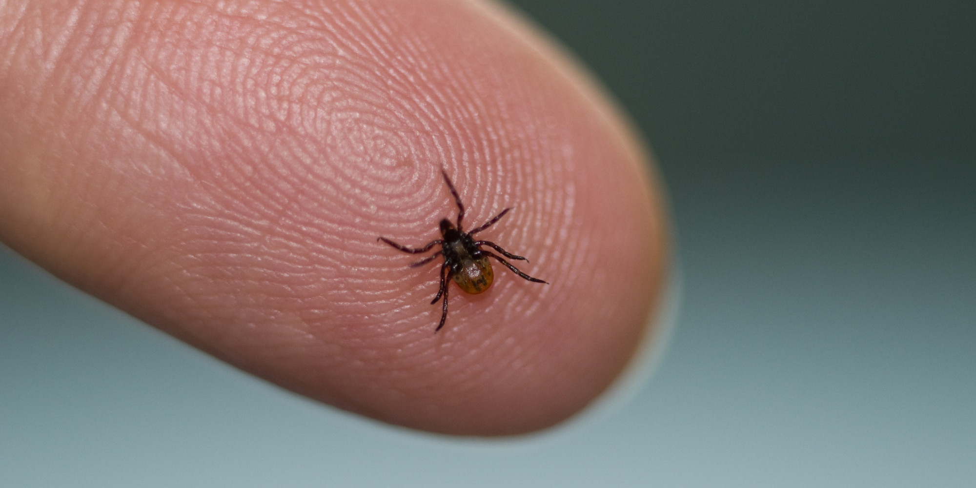 Can Humans Get Lyme Disease From Fleas