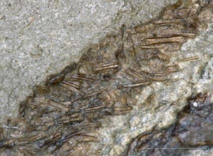 decouverte fossile