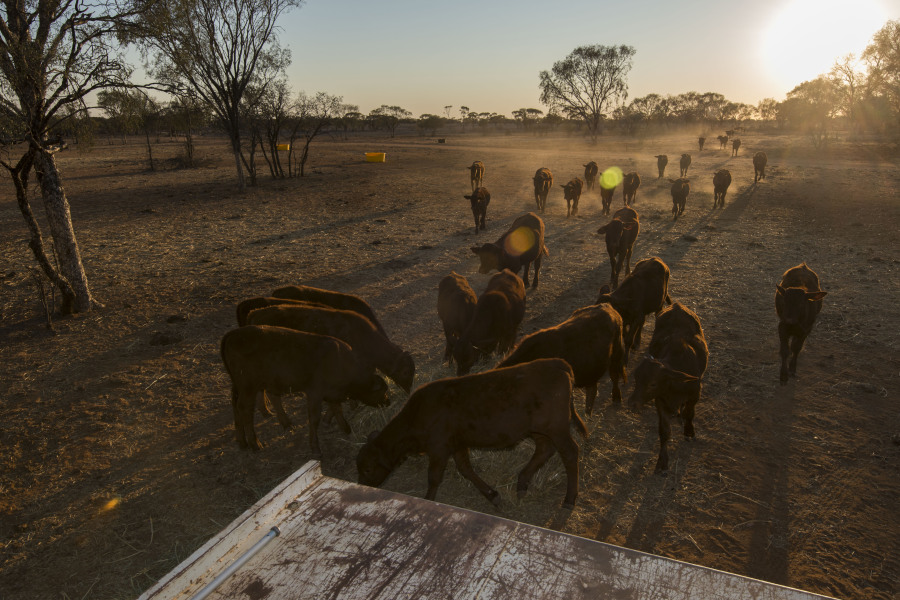 longreach