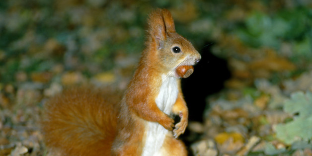Ein rotes Eichhörnchen